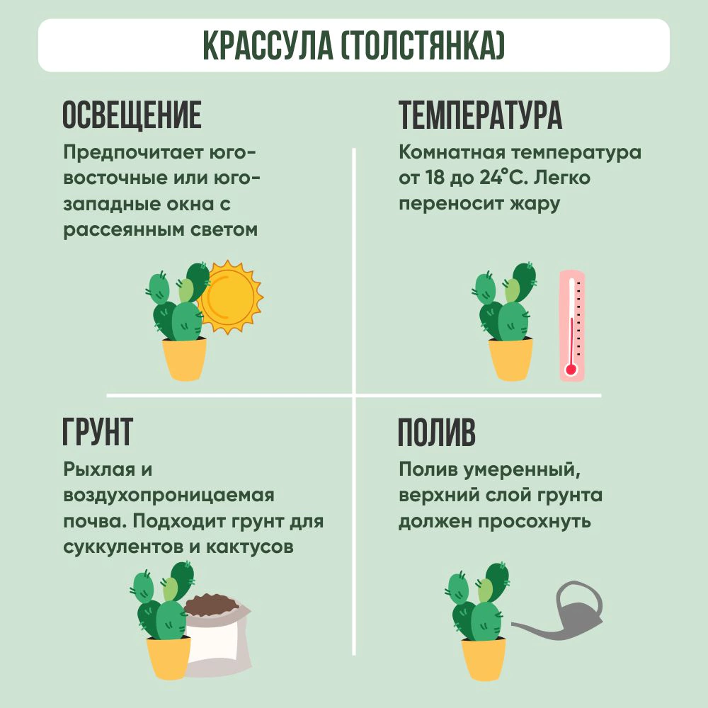 Крассула d9 см