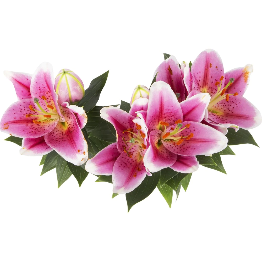 Лилия Ориентальная 3 ст 13х45 см