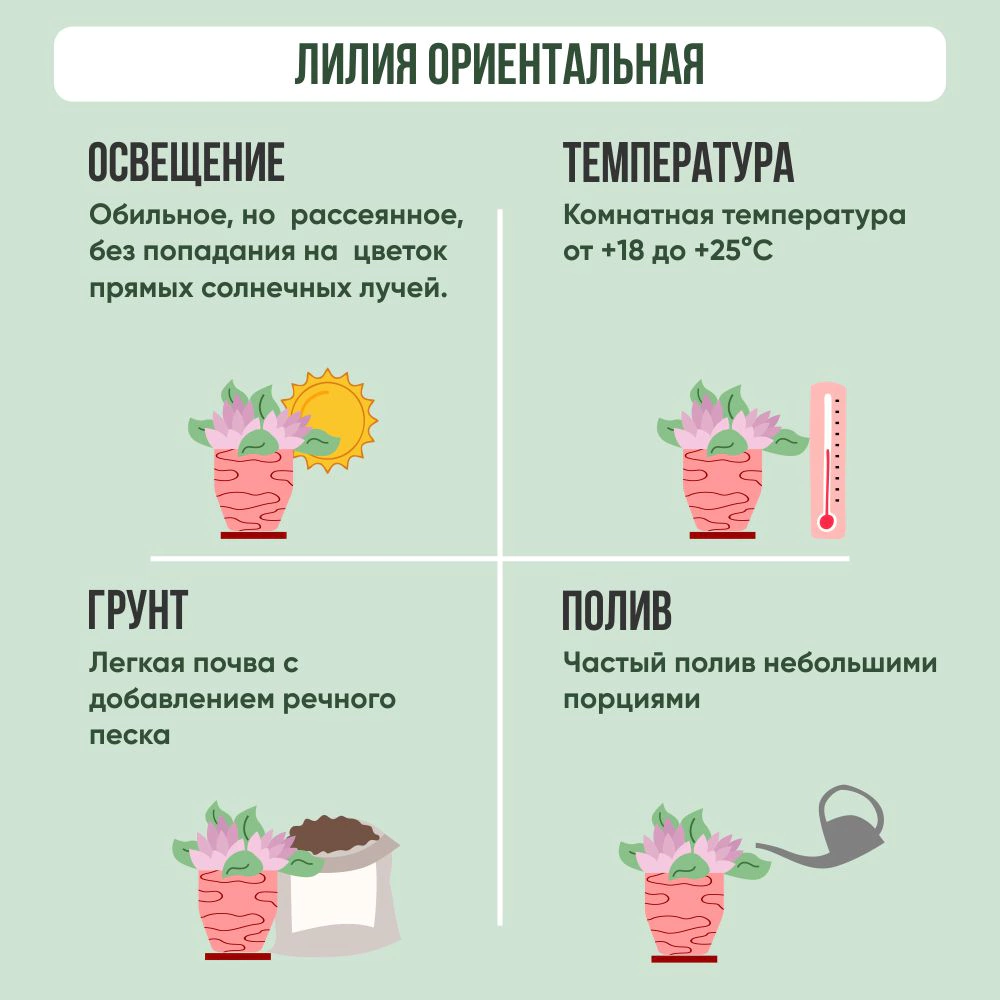 Лилия Ориентальная 3 ст 13х45 см