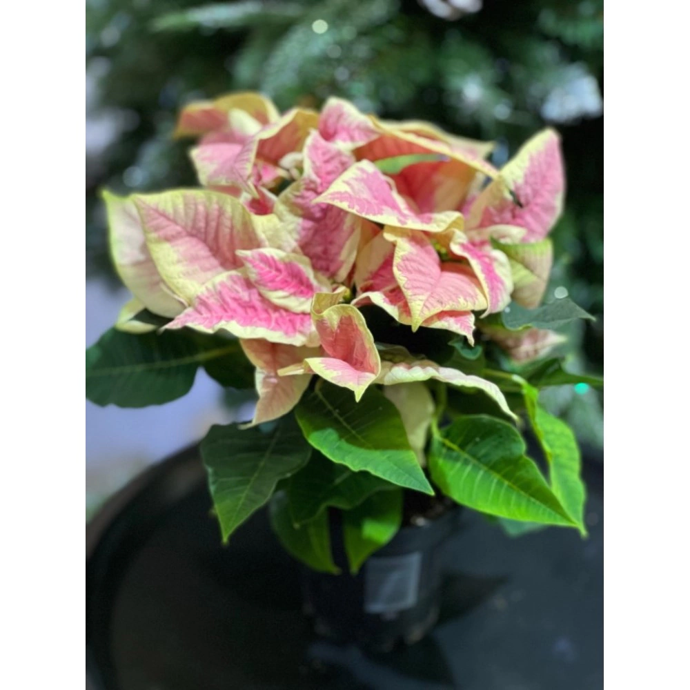 Пуансеттия розовая d12 см