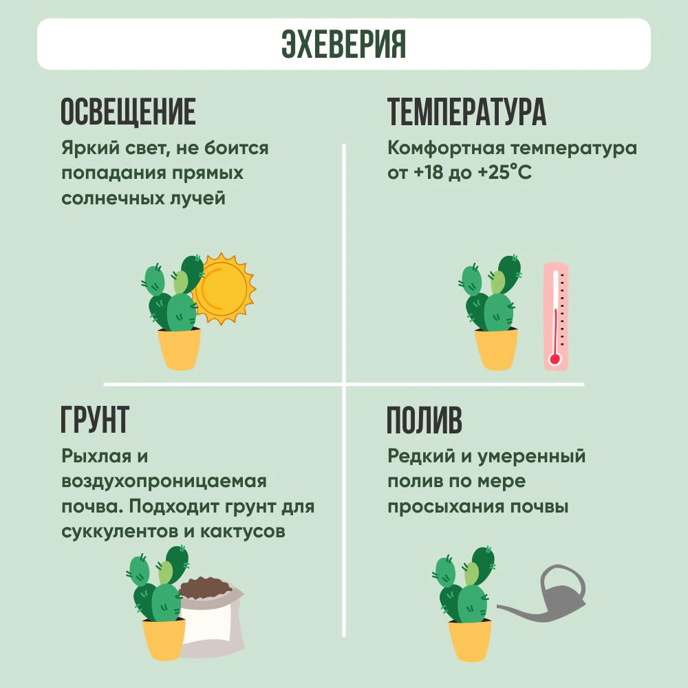 Эхеверия цветная d8 см h10 см