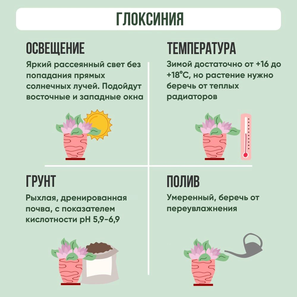 Глоксиния Синнингия микс d12 см