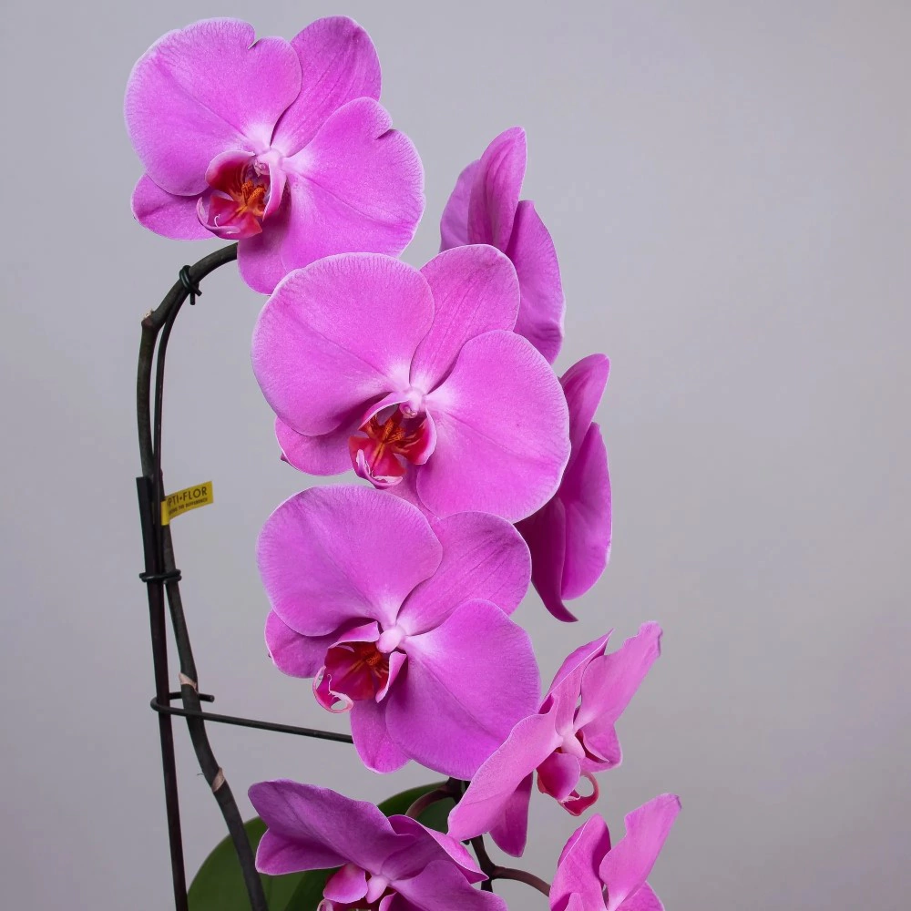 Фаленопсис Каскад Formidablo 1 стрелка d12 см  