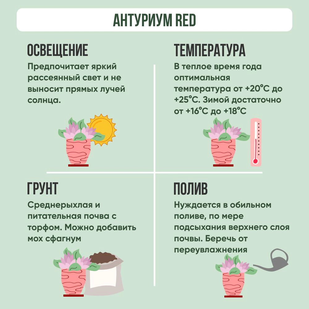Антуриум RED 17х55 см