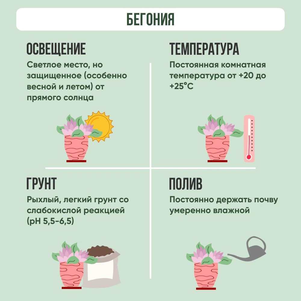 Бегония Микс 13х30 см