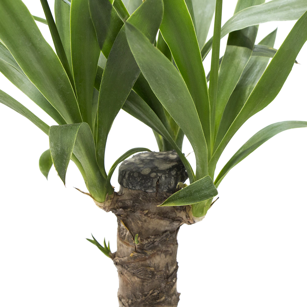 Юкка d12 см h40 см