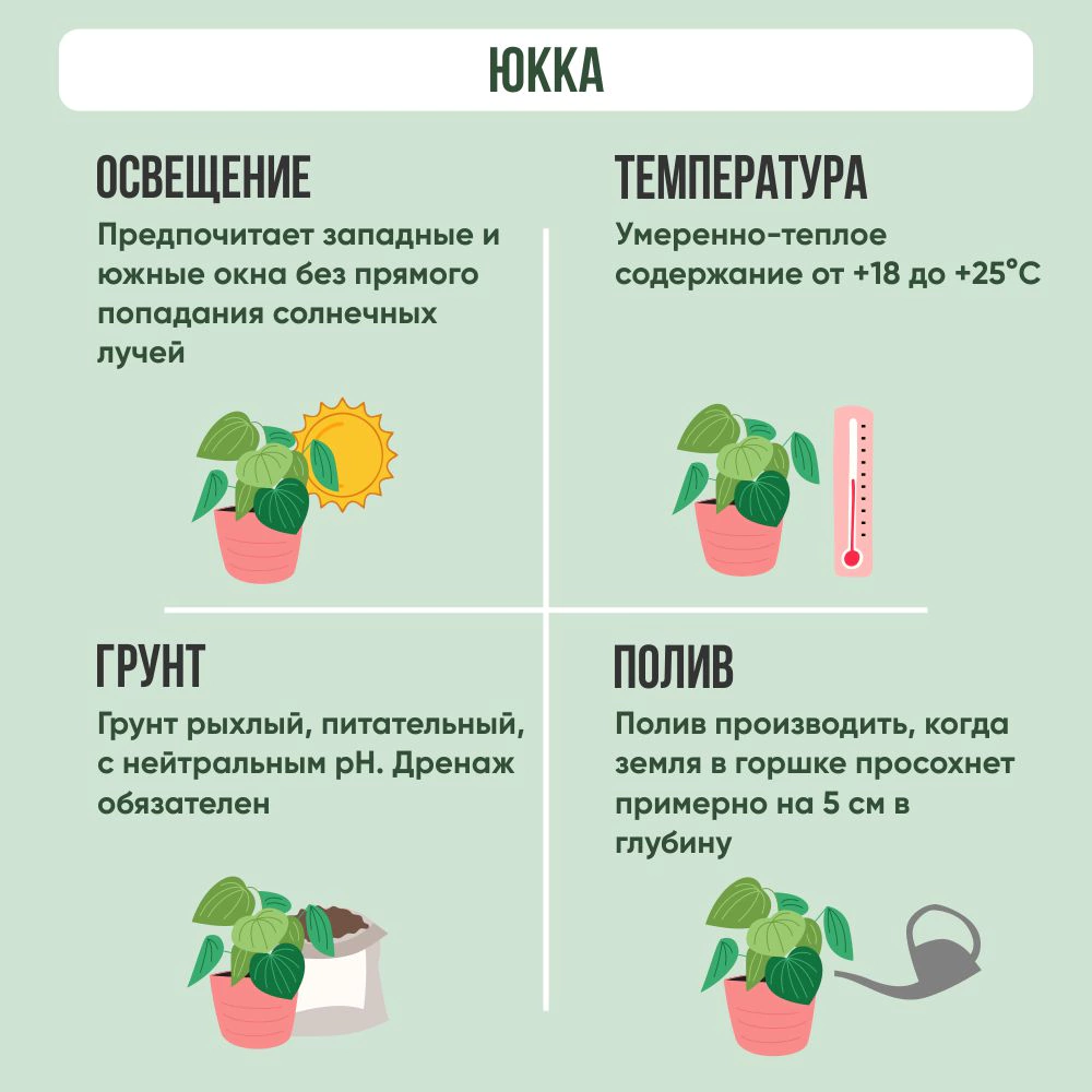 Юкка d12 см h40 см