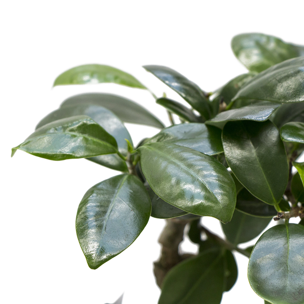 Фикус микрокарпа Ginseng d12 см h35 см