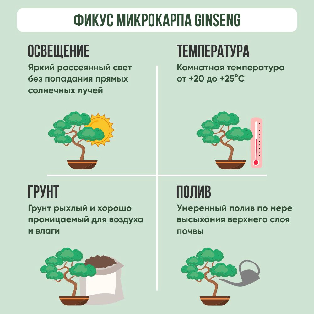 Фикус микрокарпа Ginseng d12 см h35 см
