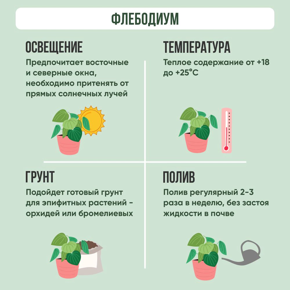 Флебодиум подвесной d19 см h45 см