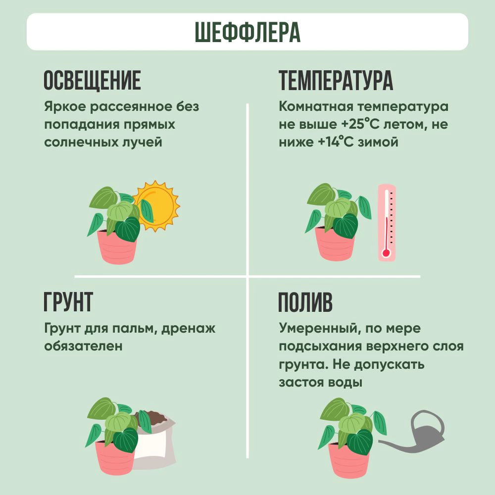 Шеффлера d10,5 см