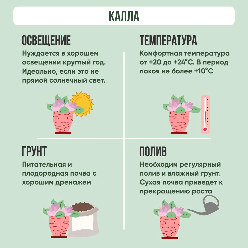 Калла Микс 13х30 см