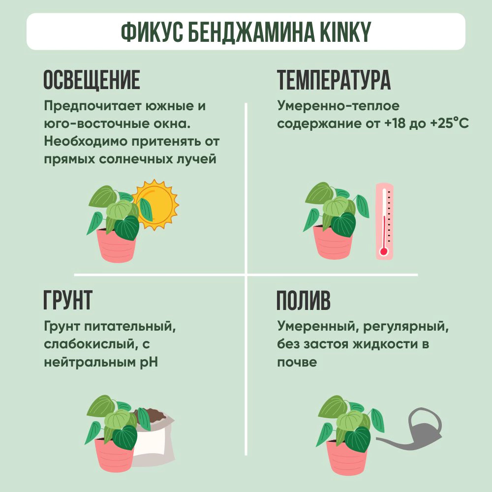 Фикус Бенджамина Kinky d12 см h30 см
