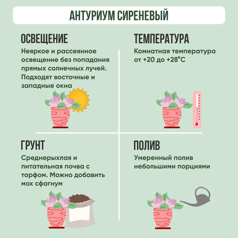 Антуриум сиреневый d12 см h35 см