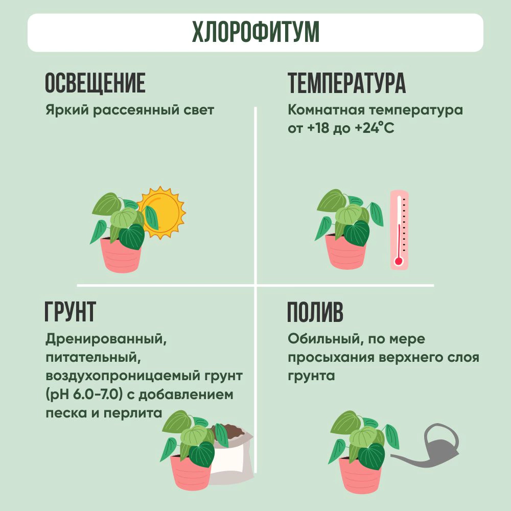 Хлорофитум микс d5 см h12 см