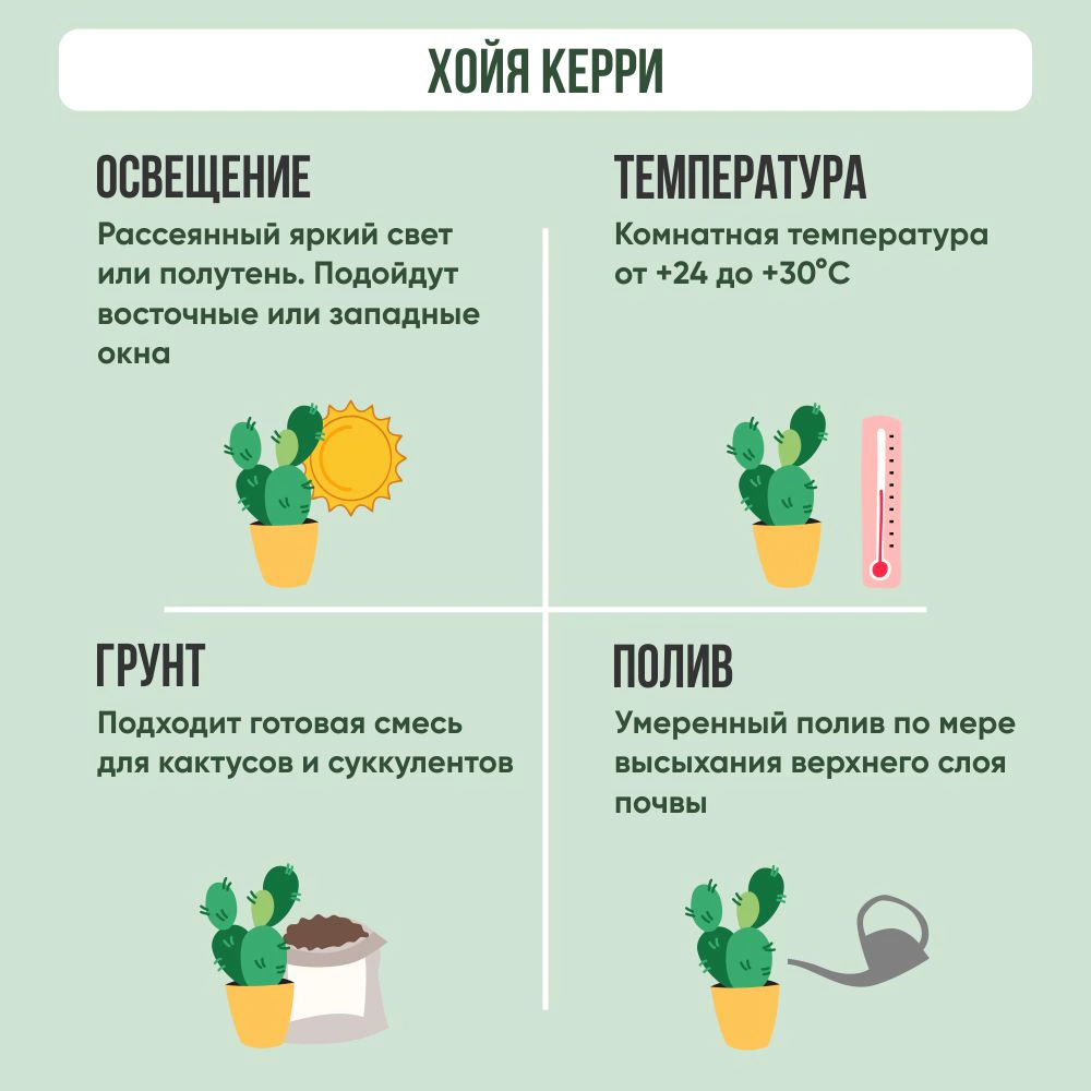 Хойя Керри d7 см