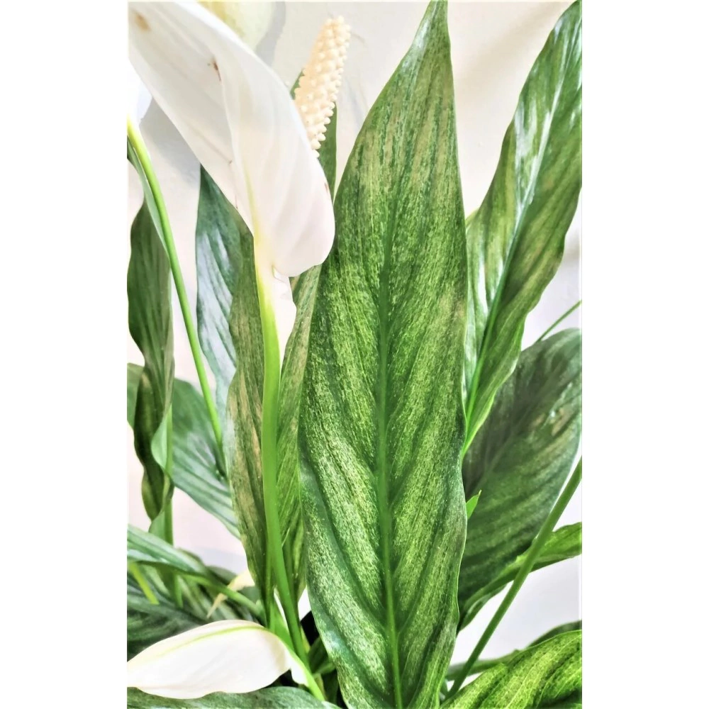 Спатифиллум Сильвер Купидо d17 см h70 см