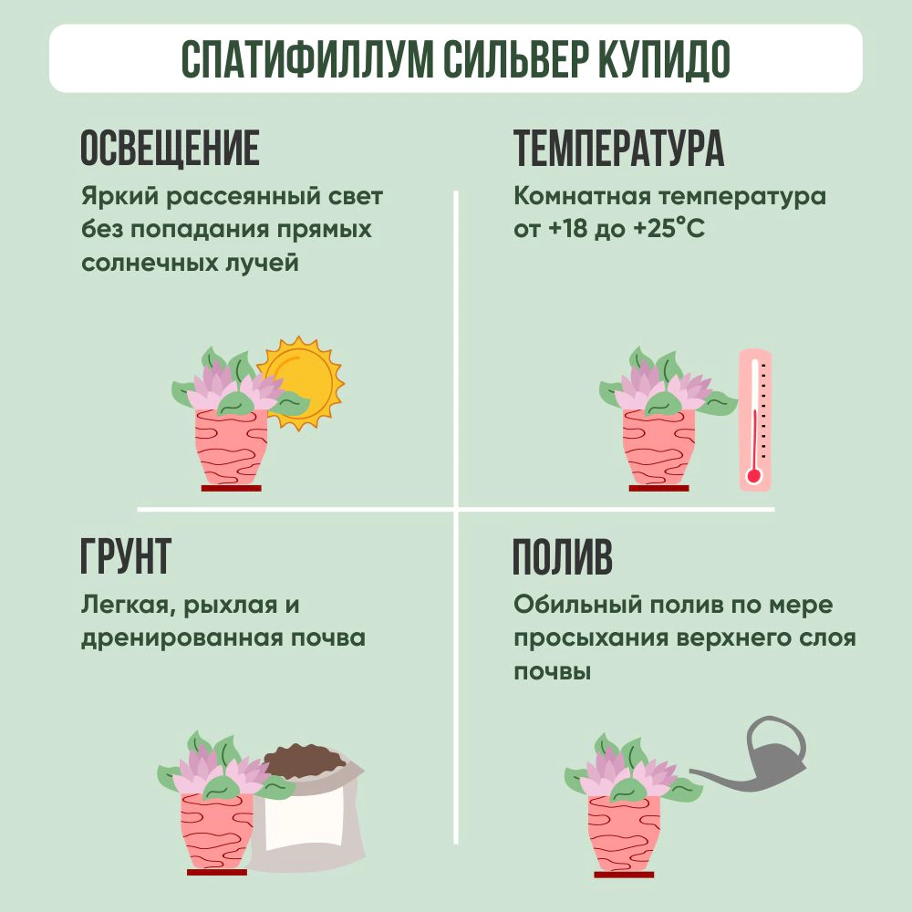 Спатифиллум Сильвер Купидо d17 см h70 см