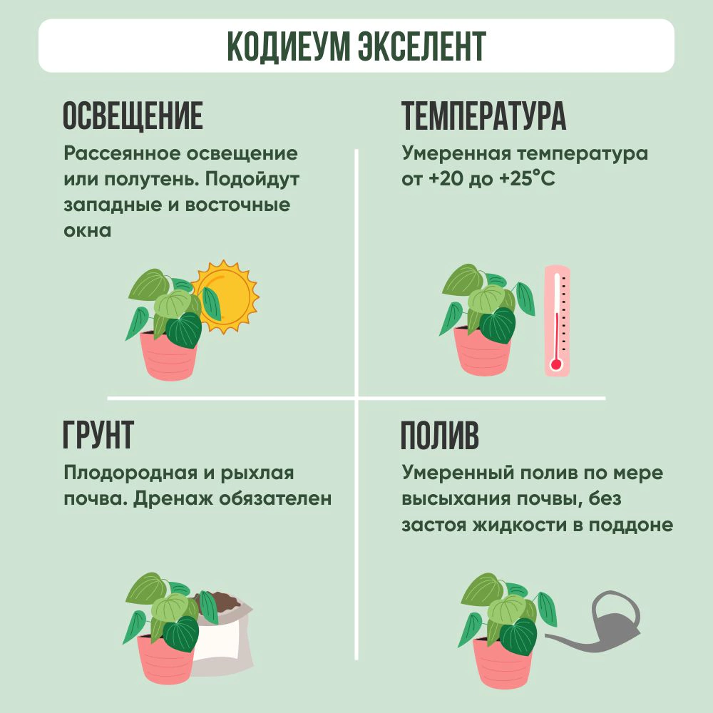 Кодиеум Экселент в упаковке d17 см h55 см