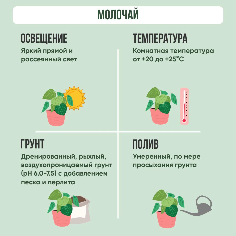 Молочай миндалевидный d13 h18 см