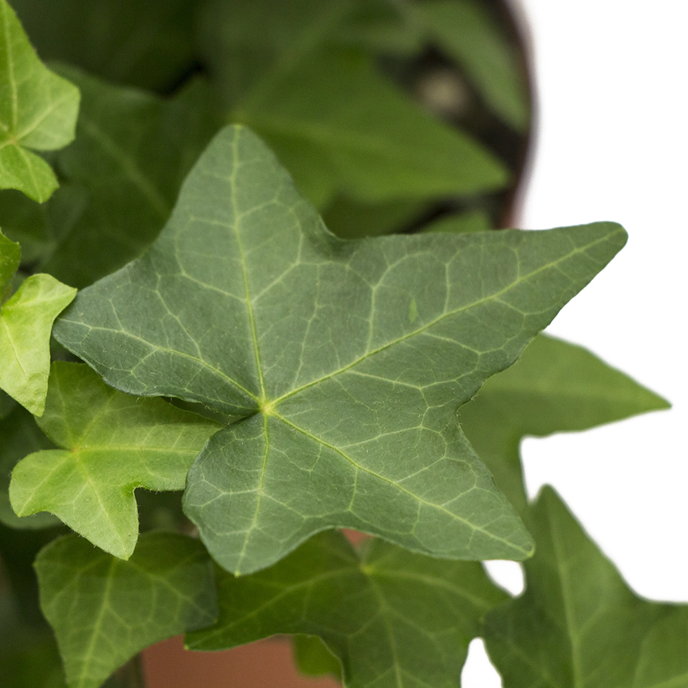 Плющ (Хедера) Хеликс d12/13 см