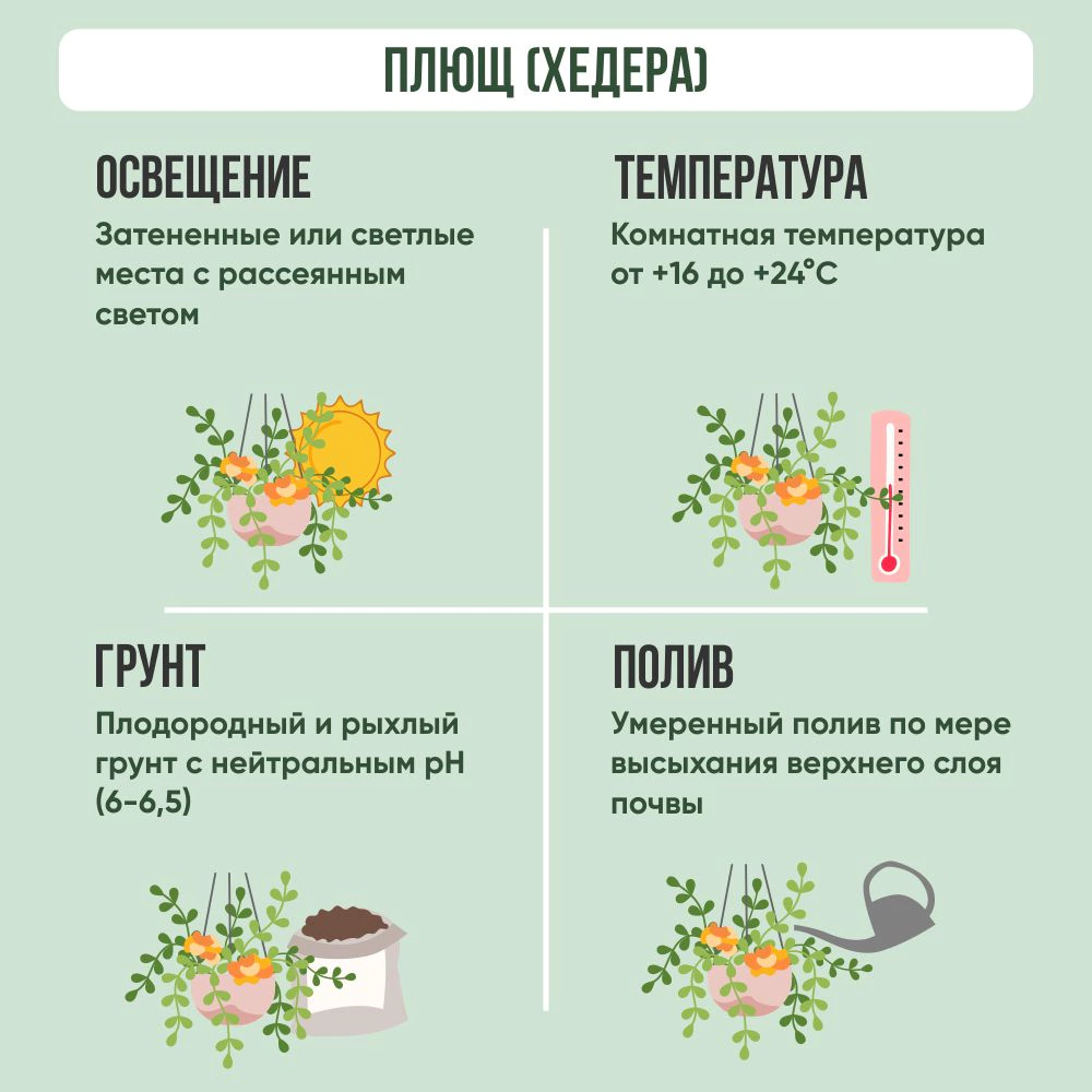 Плющ (Хедера) Хеликс d12/13 см