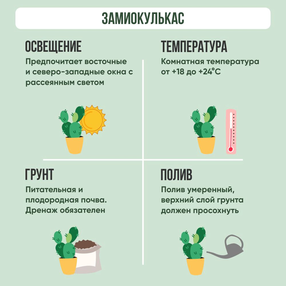 Замиокулькас d10/12 см 7цветов