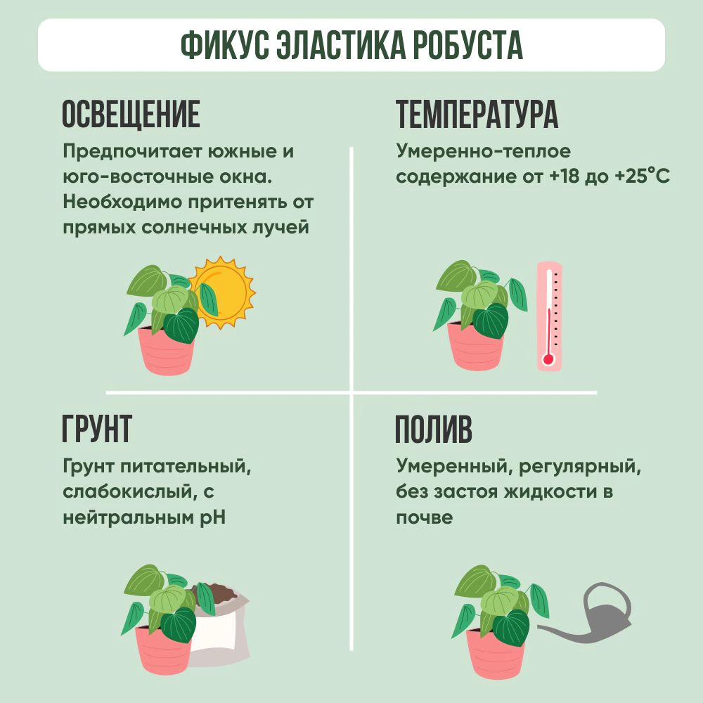 Фикус Эластика Робуста 3 ствола d18 см h55 см (К)