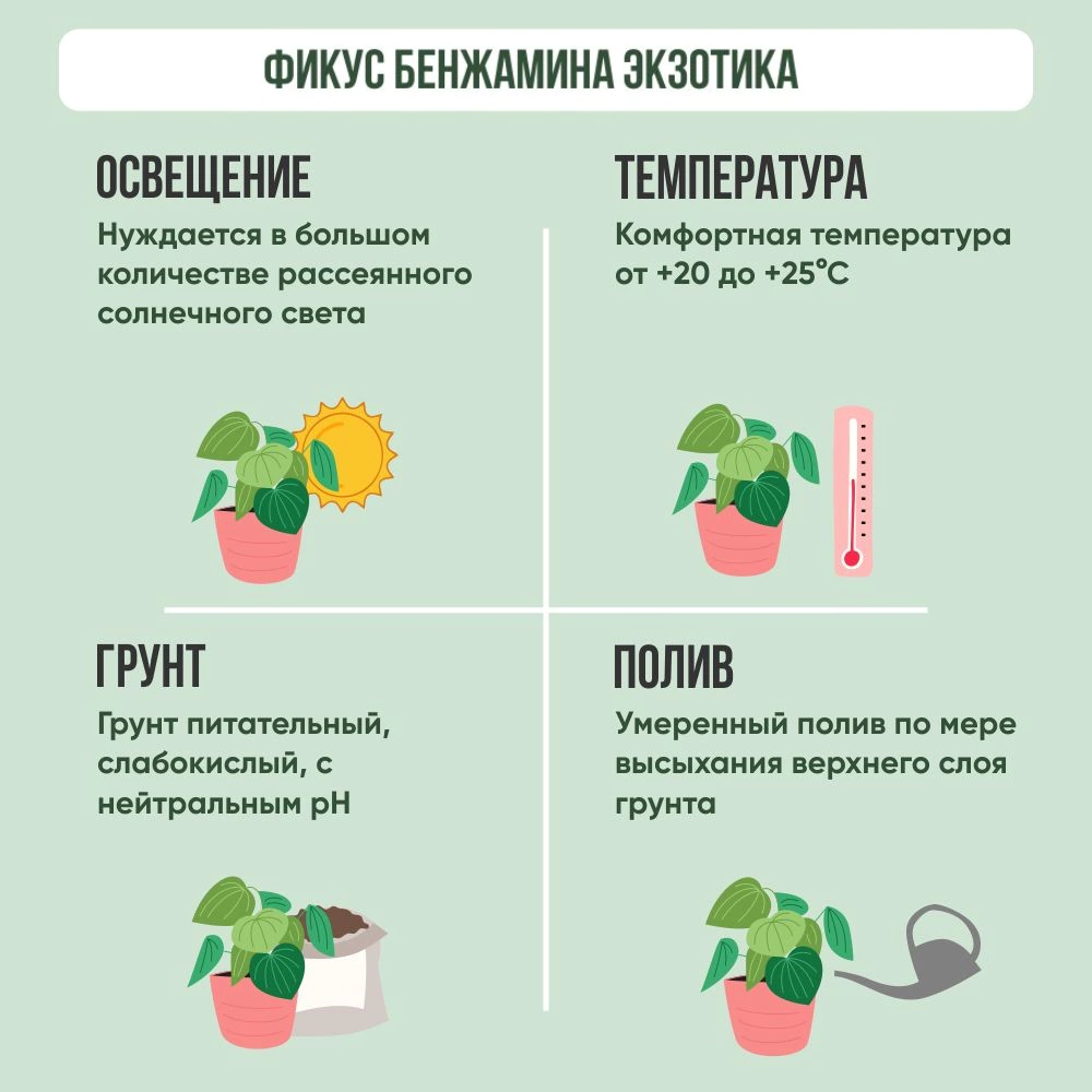 Фикус Бенжамина Экзотика переплетенный 24х105 см