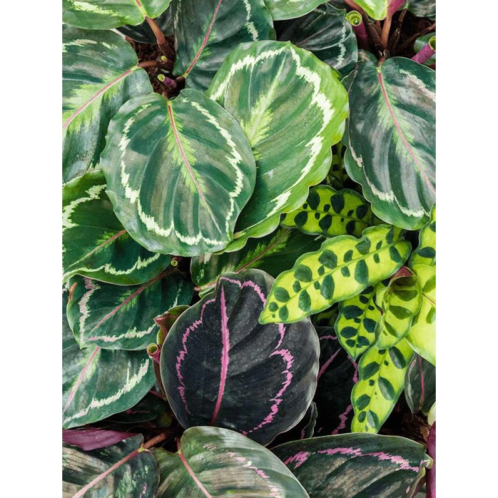 Калатея d10 см