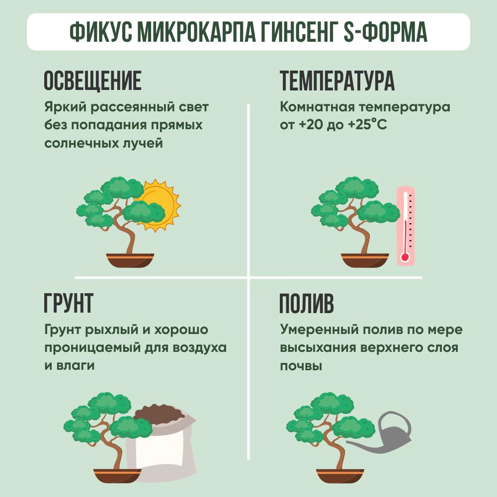 Фикус микрокарпа Гинсенг S-форма d22 см h60 см