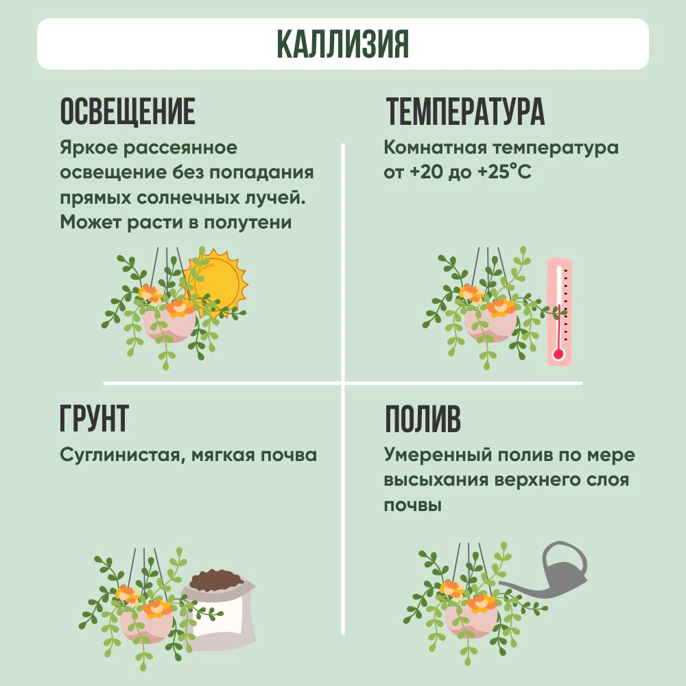 Каллизия d13 см