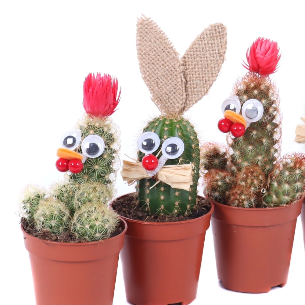 Кактус микс Кролики и курочки d5,5 см h11 см