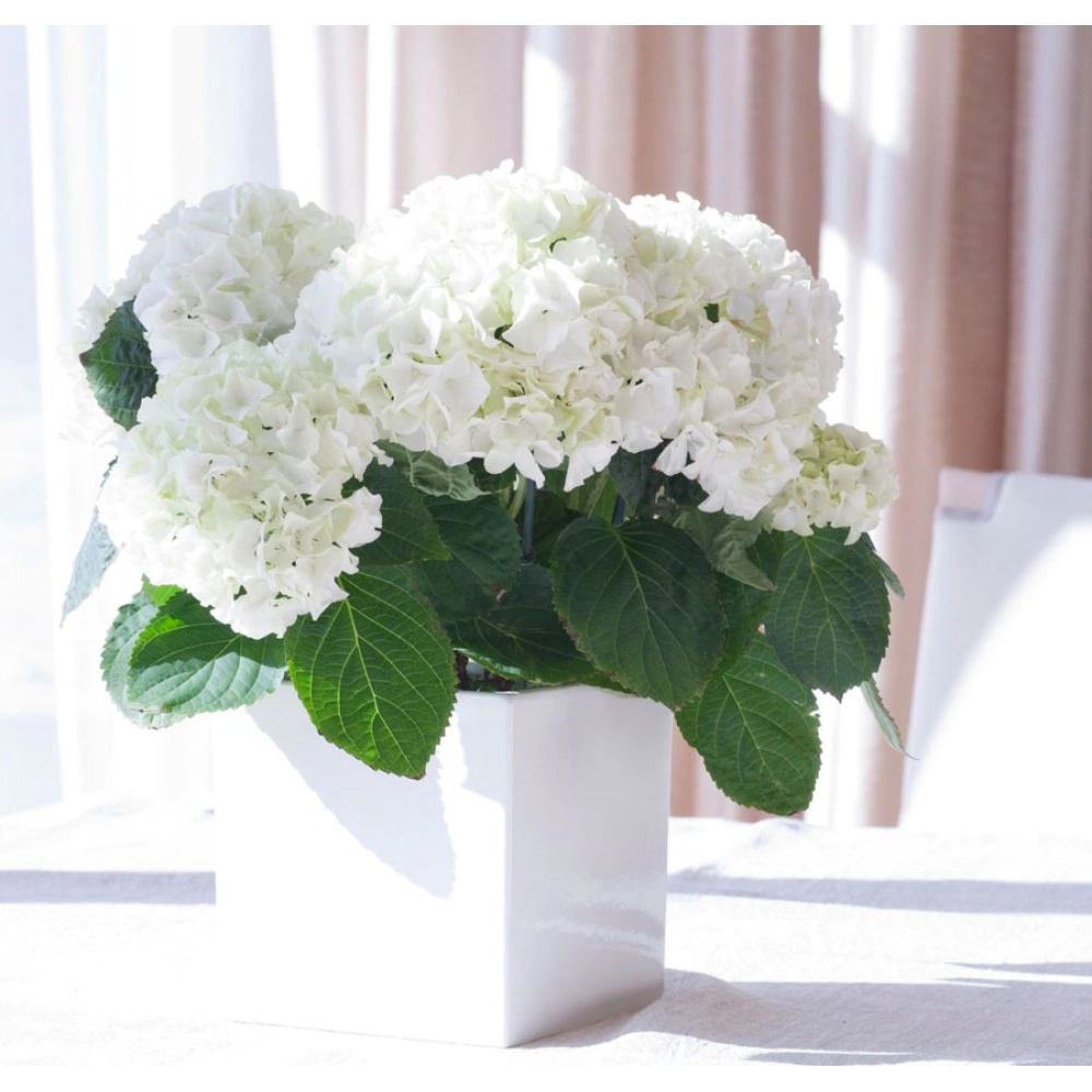Гортензия (гидрангея) белая d10 см