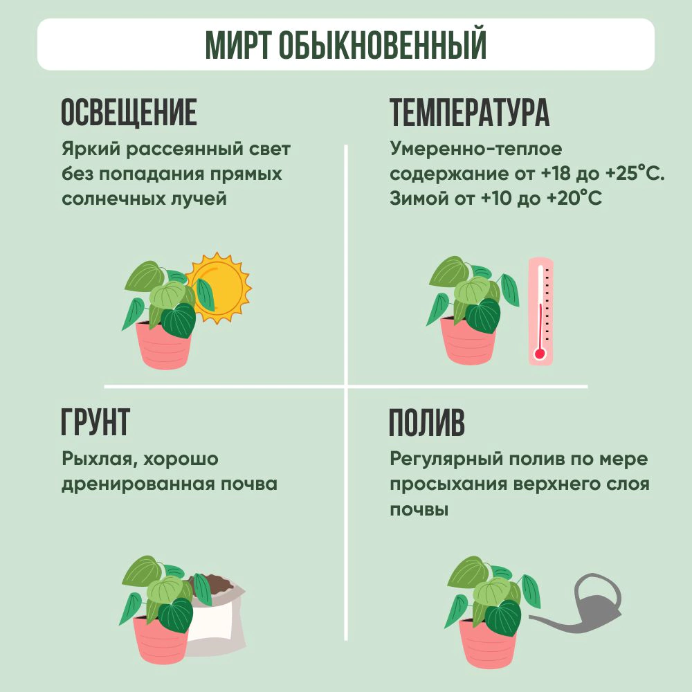 Мирт обыкновенный d10 см