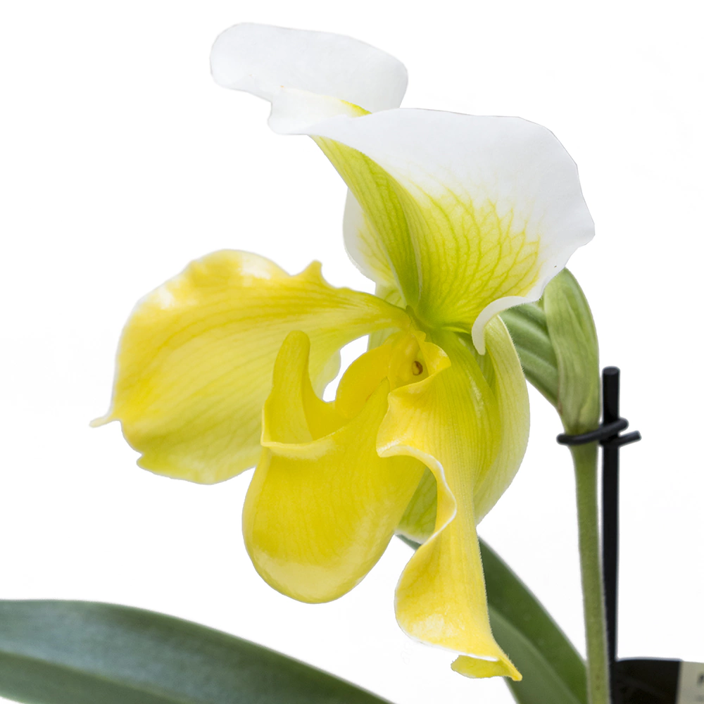 Венерин башмачок 12х35 см