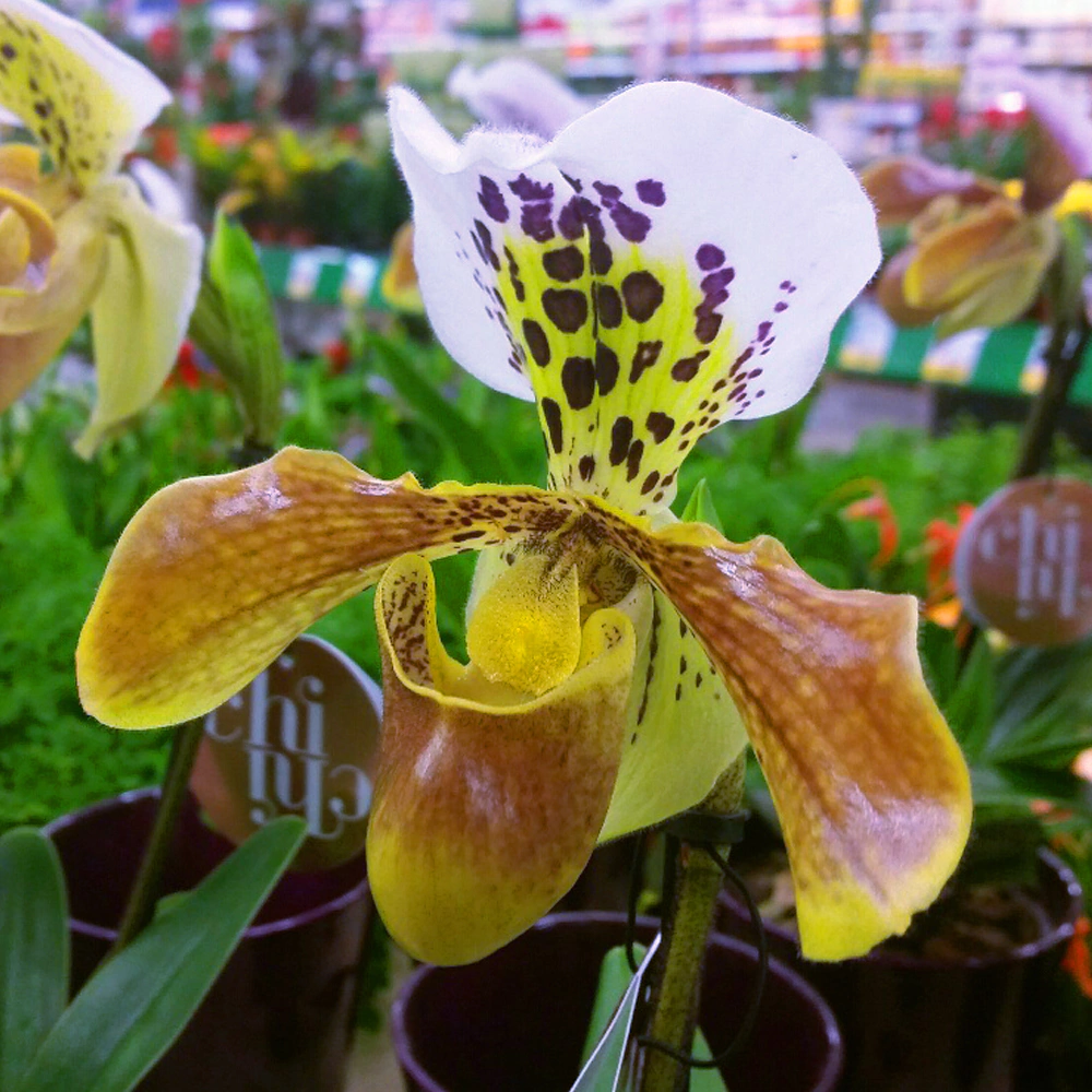 Венерин башмачок 12х35 см