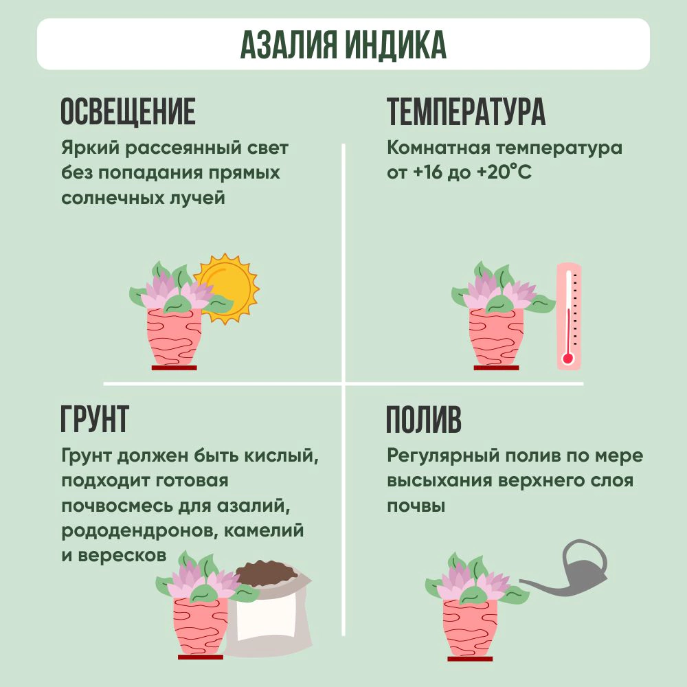Азалия Индика d9/10 см