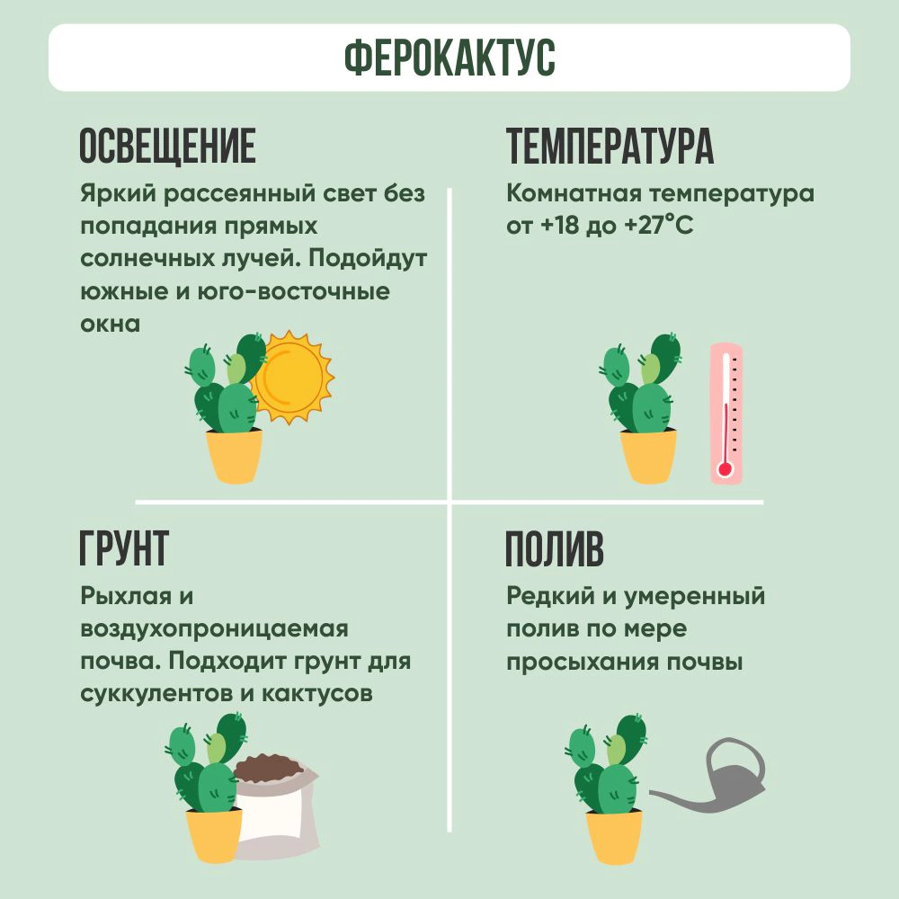 Ферокактус микс d5 см