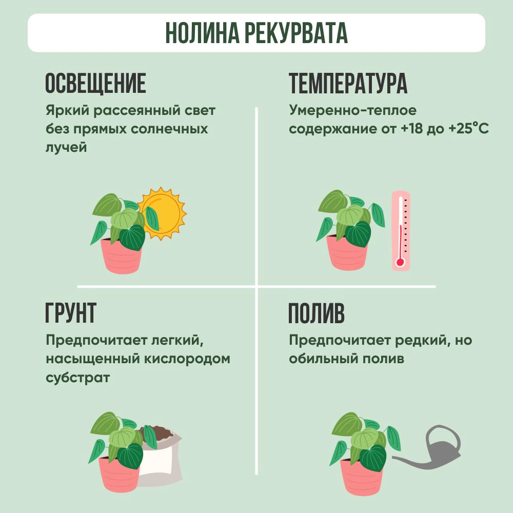 Нолина Рекурвата d16 см