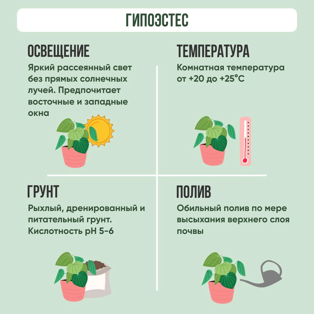 Гипоэстес d10 см