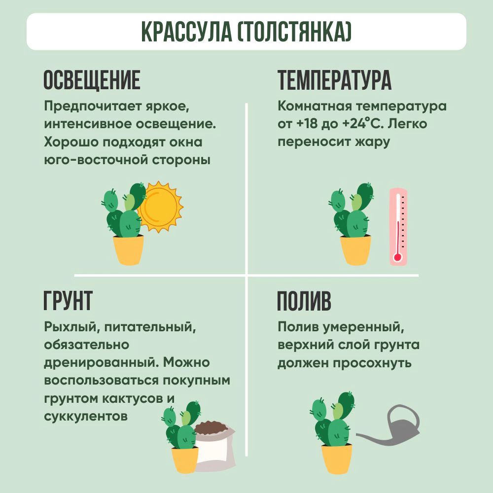 Крассула микс d10 см h15 см