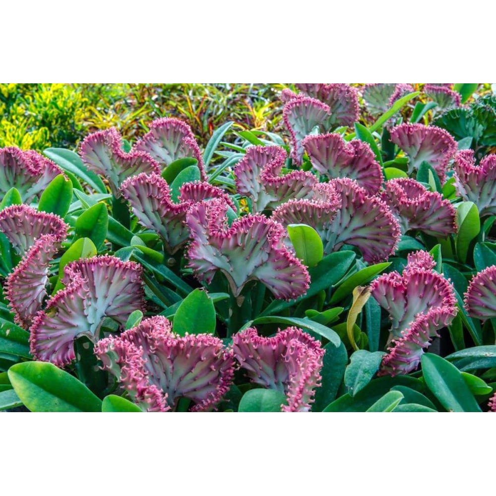 Эуфорбия Кристата d12 см