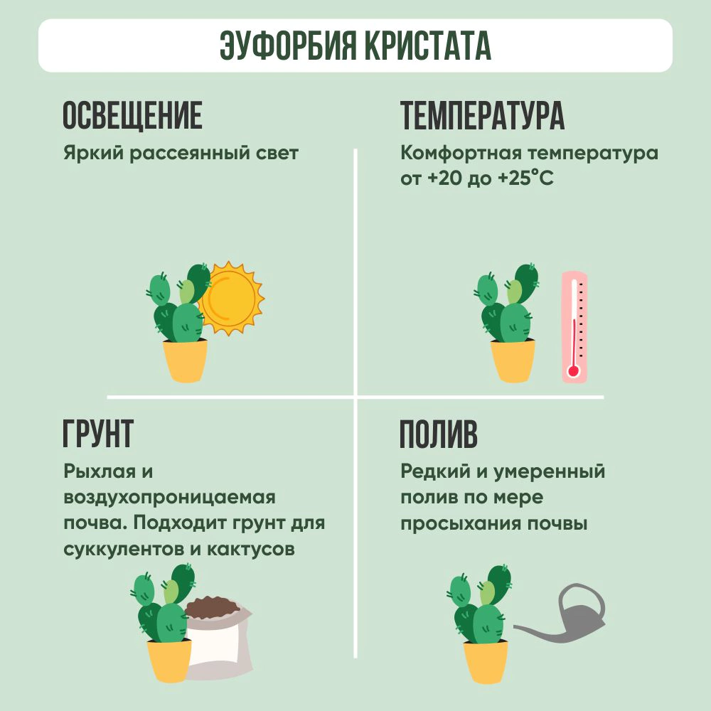 Эуфорбия Кристата d12 см