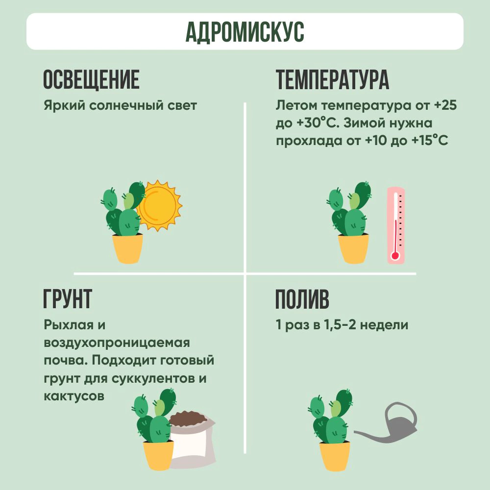 Адромискус микс d5/7 см