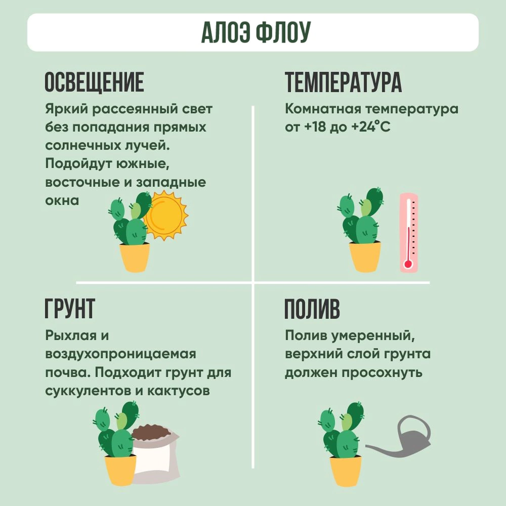 Алоэ Флоу d9 см
