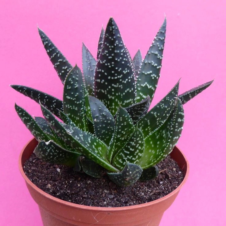 Гастерия Апполо d10 см h16 см