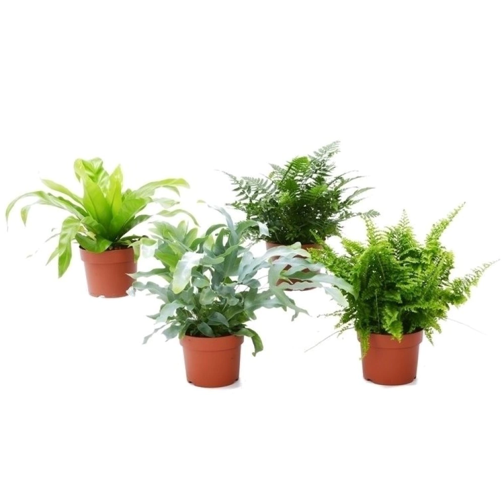 Папоротник микс d5/9 см