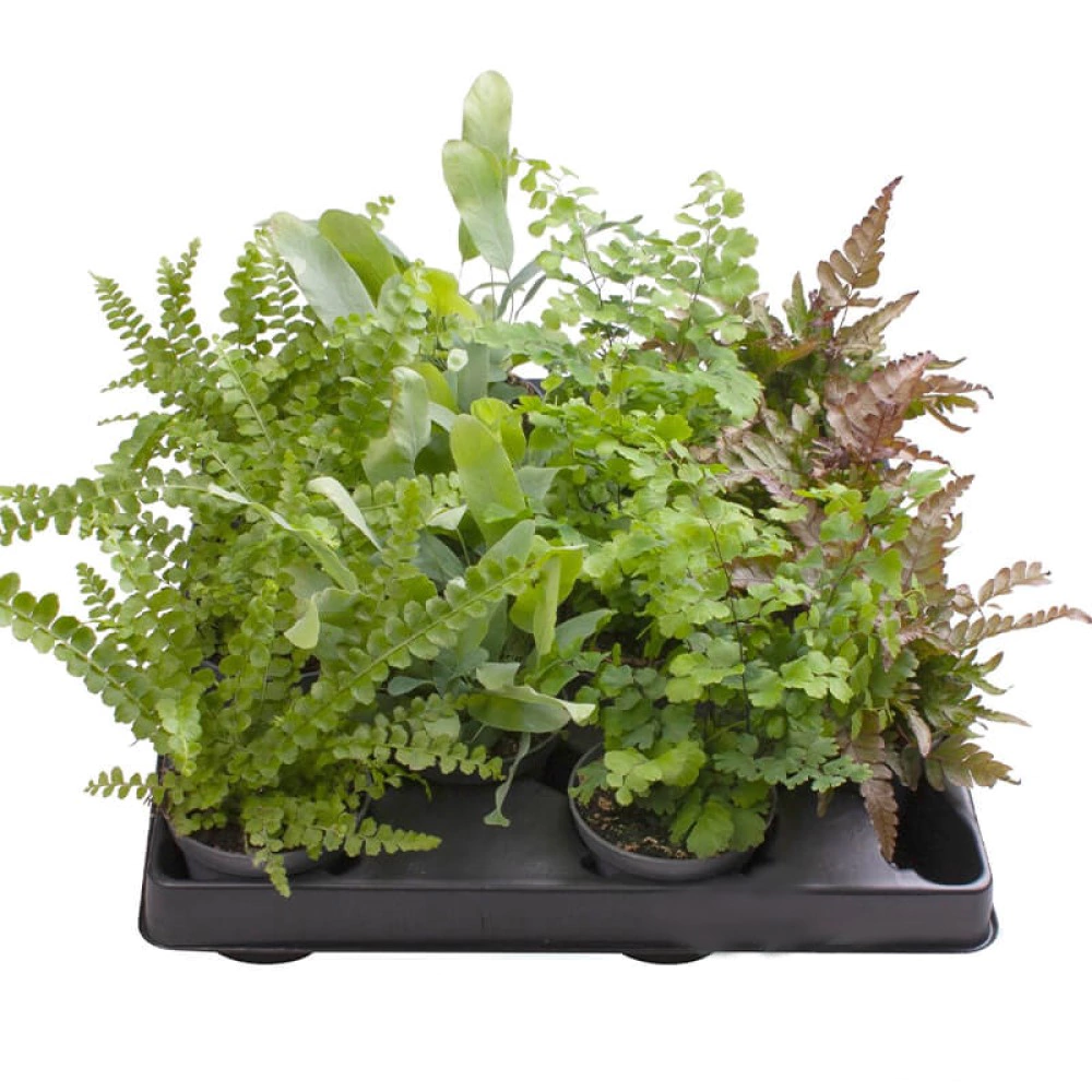 Папоротник микс d5/9 см