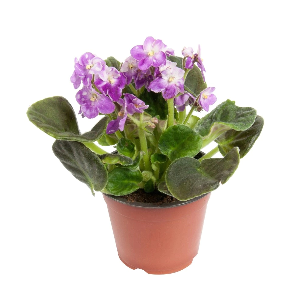 Фиалка Инова Спектра микс d12 см